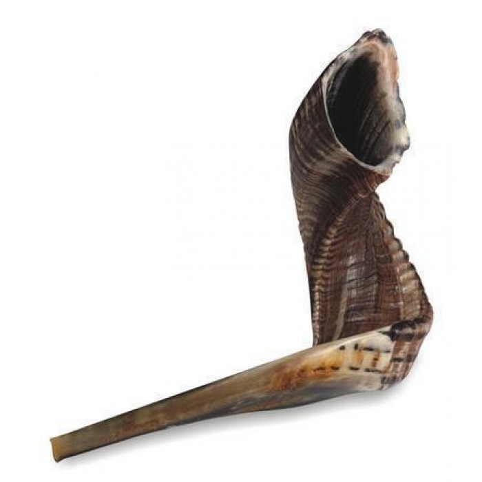 Shofar – Natural Ram’s Horn (40-45)